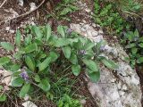 Physochlaina orientalis. Цветущие растения на горном склоне. Северная Осетия, Куртатинское ущелье. 06.05.2010.