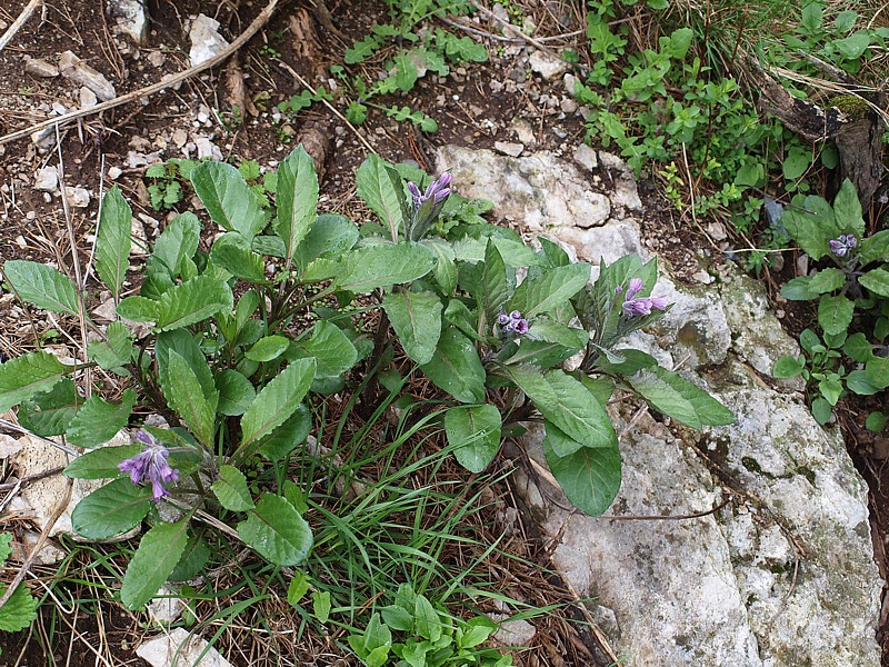 Изображение особи Physochlaina orientalis.