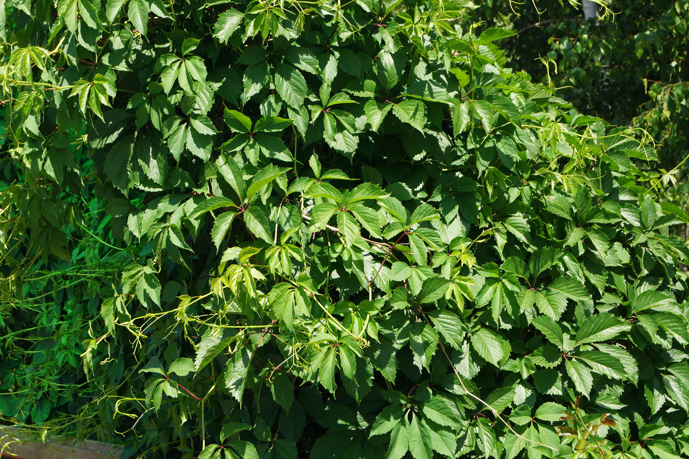 Image of Parthenocissus quinquefolia specimen.