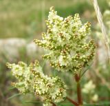 Aconogonon divaricatum