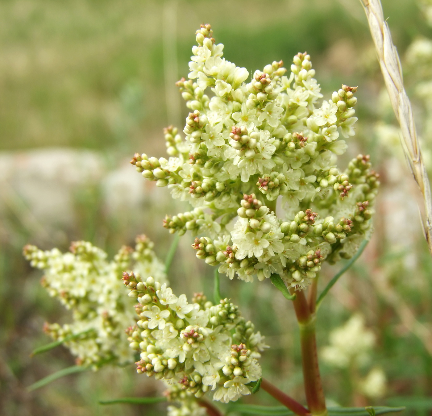 Изображение особи Aconogonon divaricatum.