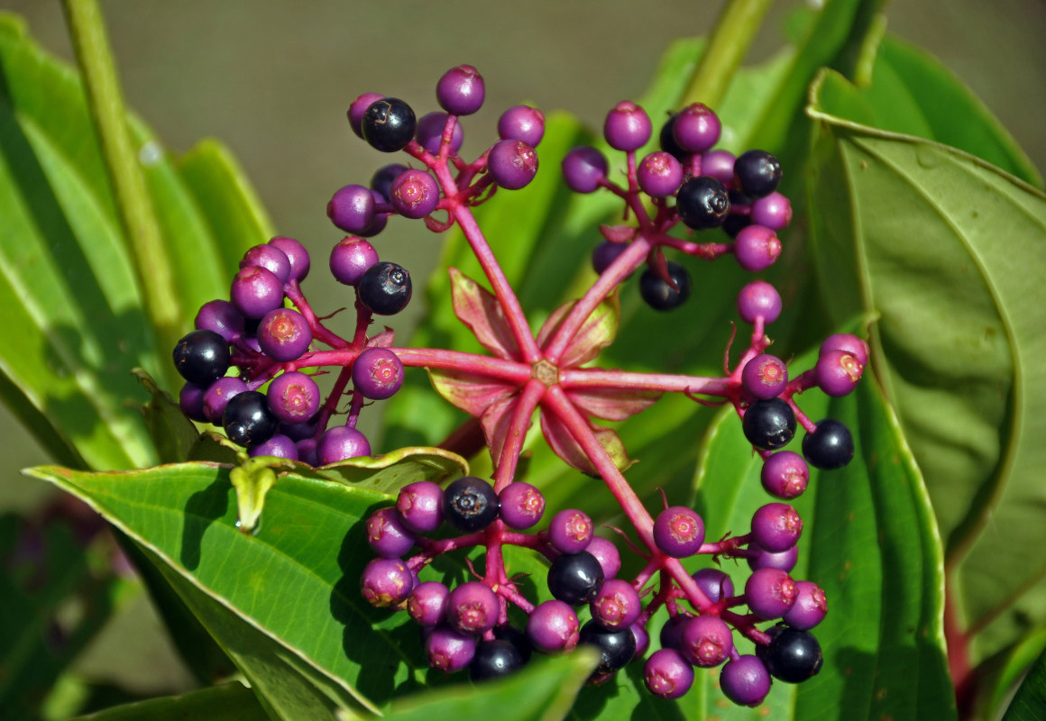 Изображение особи Medinilla cummingii.