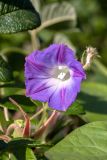 Ipomoea purpurea. Цветок. Санкт-Петербург, г. Ломоносов, в культуре. 23.09.2017.