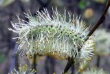 Salix phylicifolia. Мужское соцветие. Свердловская обл., окр. г. Североуральск, р-н ЮВС шахты 16-16/бис. 19.05.2016.