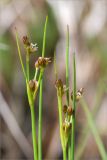 Juncus articulatus. Верхушки побегов с соцветиями. Карелия, каменистый берег оз. Топозеро, углубление в скале, заполненное водой. 18.07.2017.