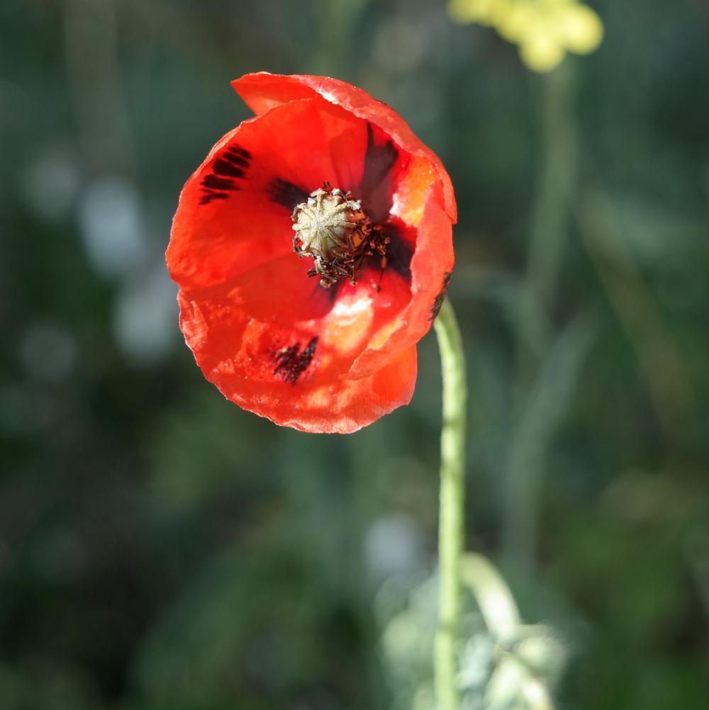 Изображение особи род Papaver.