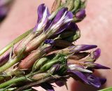 Astragalus buschiorum