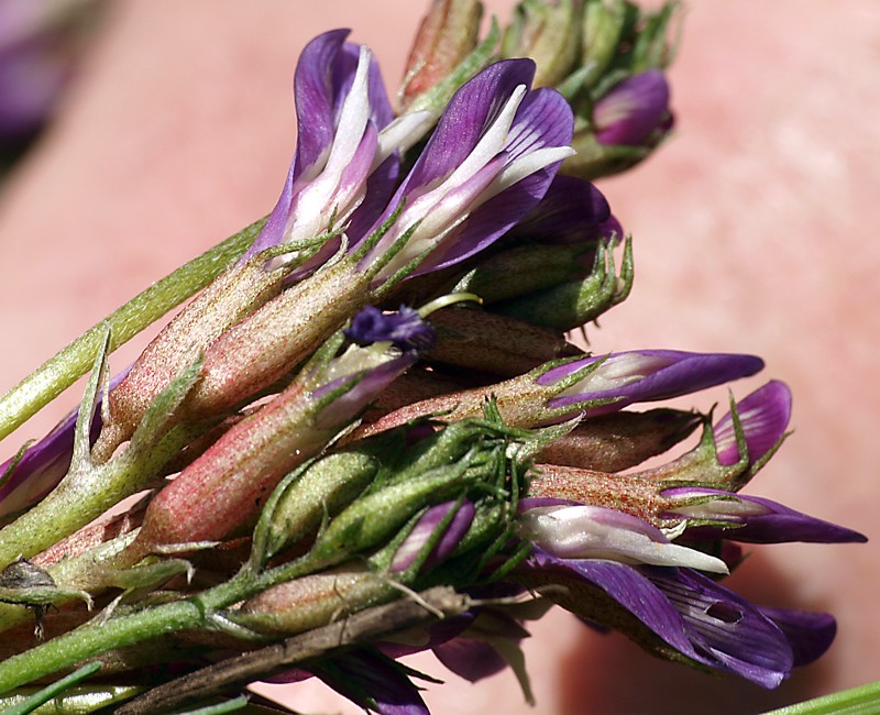 Изображение особи Astragalus buschiorum.