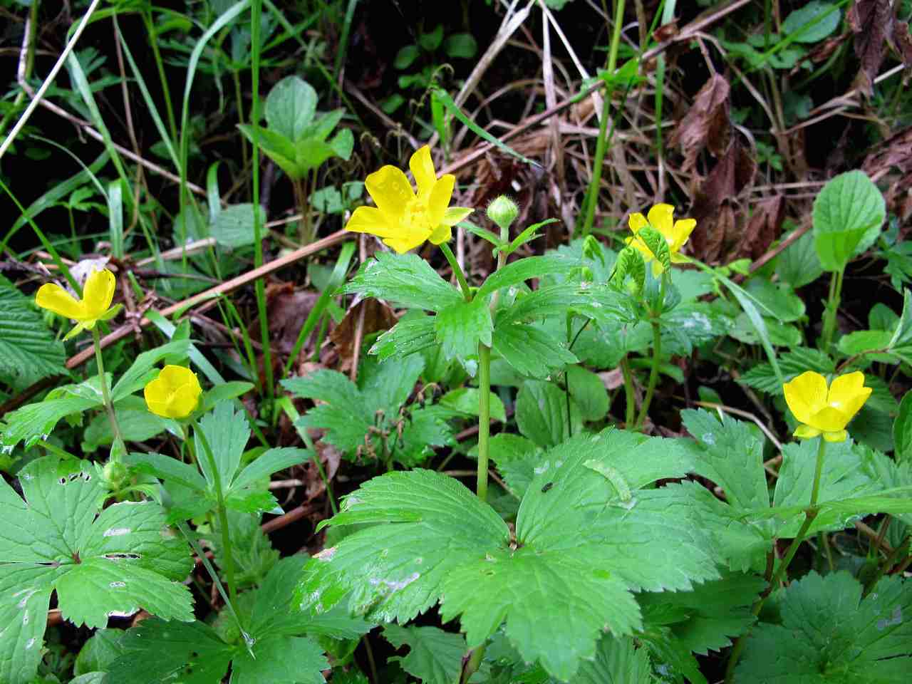 Изображение особи Ranunculus carpaticus.