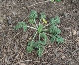 Eryngium caeruleum