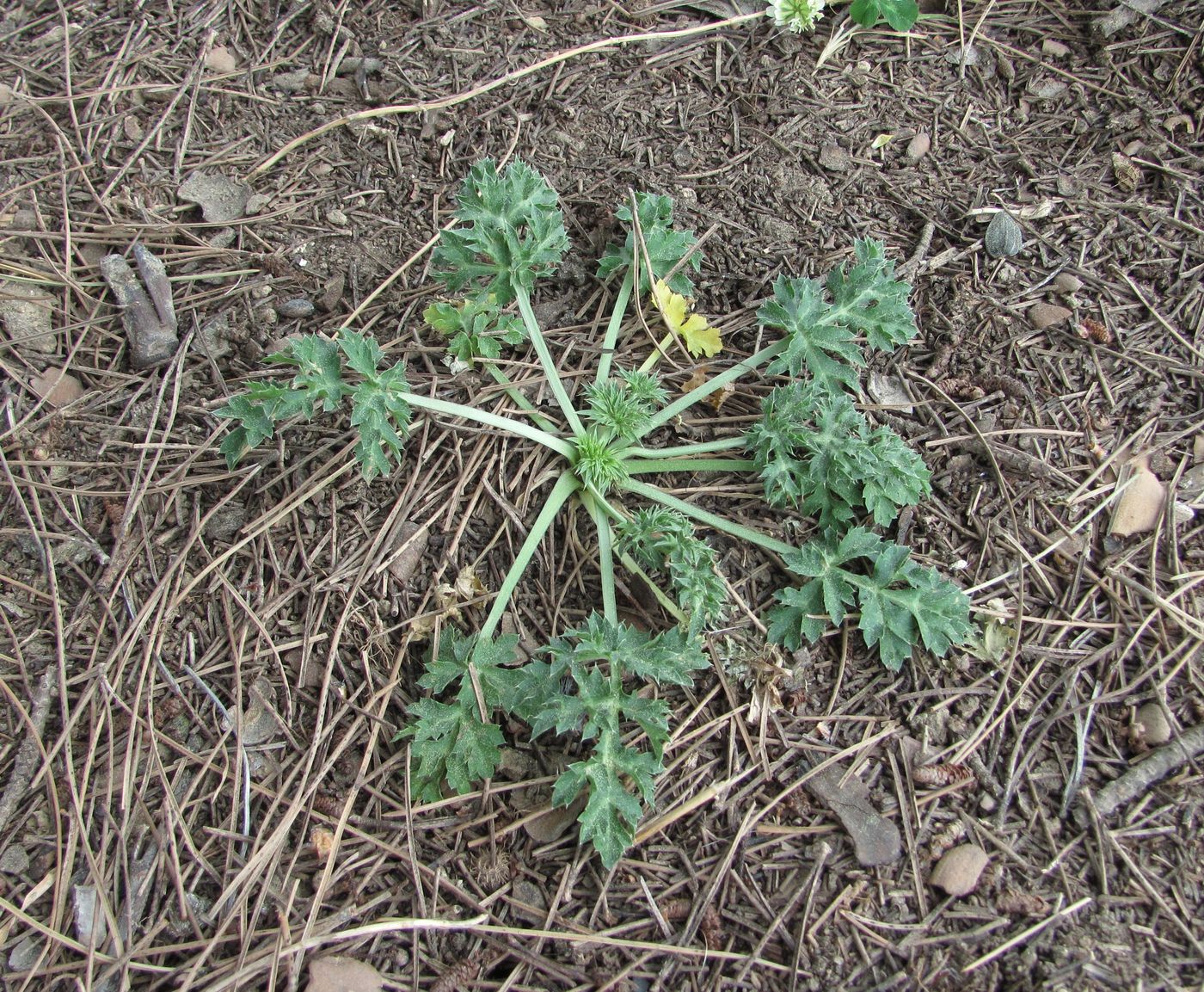 Image of Eryngium caeruleum specimen.