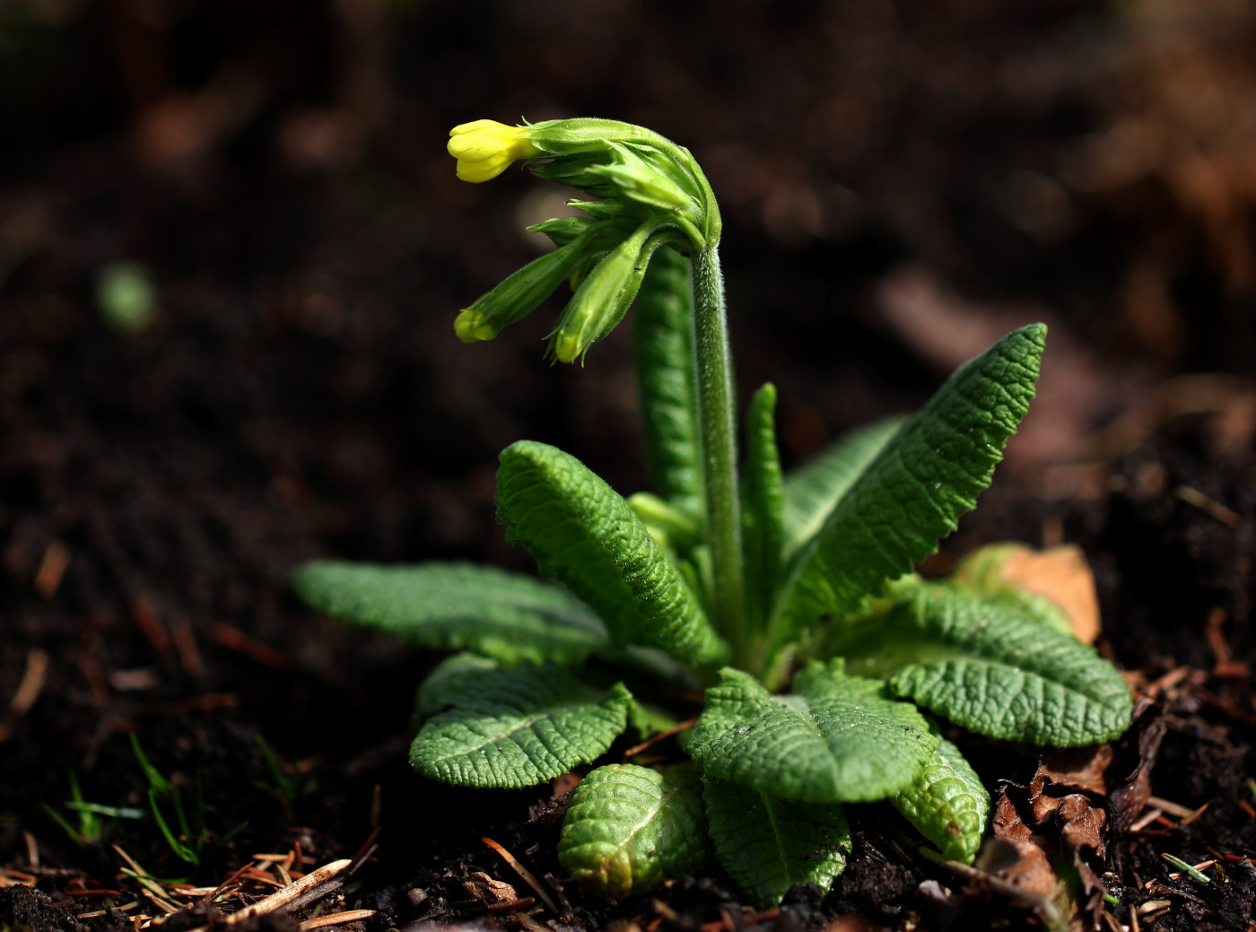 Image of Primula elatior specimen.