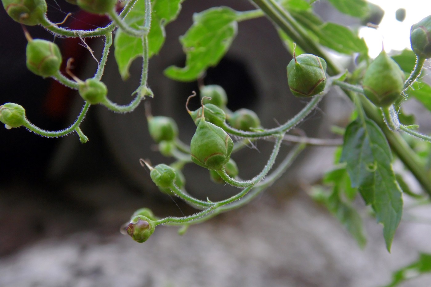 Изображение особи Scrophularia scopolii.