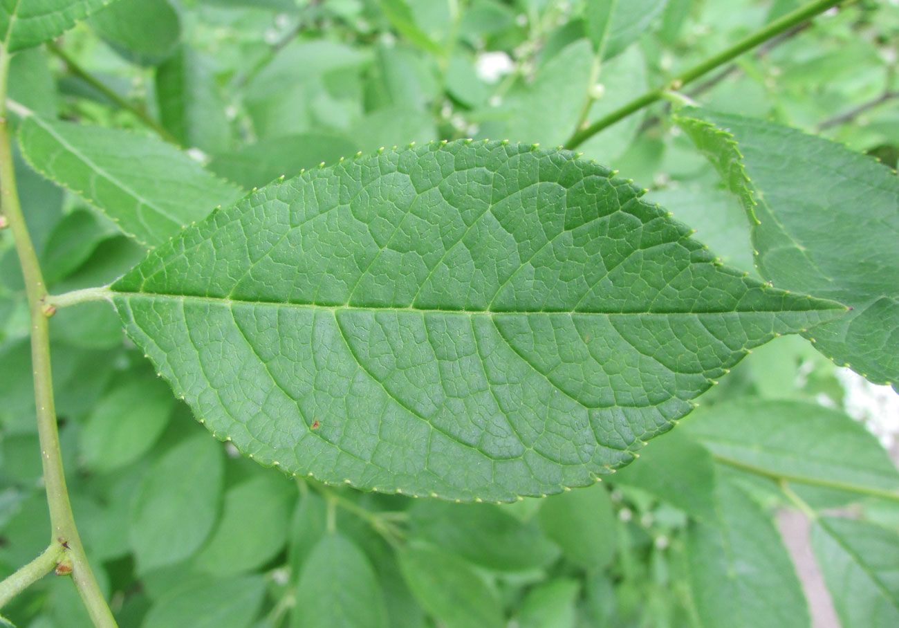 Изображение особи Ilex verticillata.