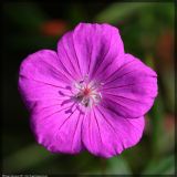 Geranium sanguineum. Цветок в начальной стадии цветения. Республика Татарстан, национальный парк \"Нижняя Кама\", 20.08.2007.