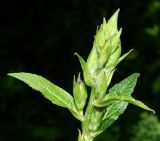 Campanula latifolia. Соцветие с бутонами. Подмосковье, окр. г. Одинцово, смешанный лес, на берегу небольшого ручья. Июнь 2018 г.
