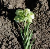 Onosma simplicissima. Верхушка цветущего побега с соцветием (вид снизу со стороны цветоножек). Восточный Казахстан, г. Усть-Каменогорск, восточные окр., Лесхоз, склон сопки. 27.05.2018.