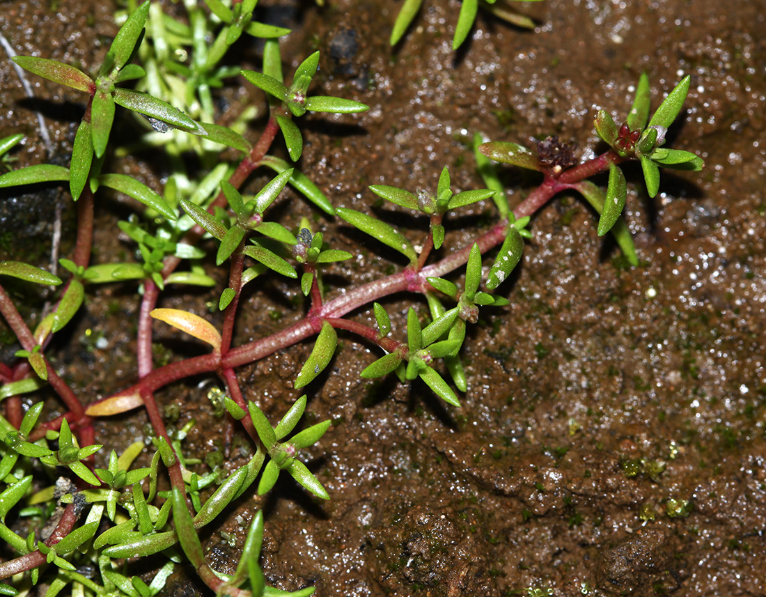 Image of Tillaea aquatica specimen.