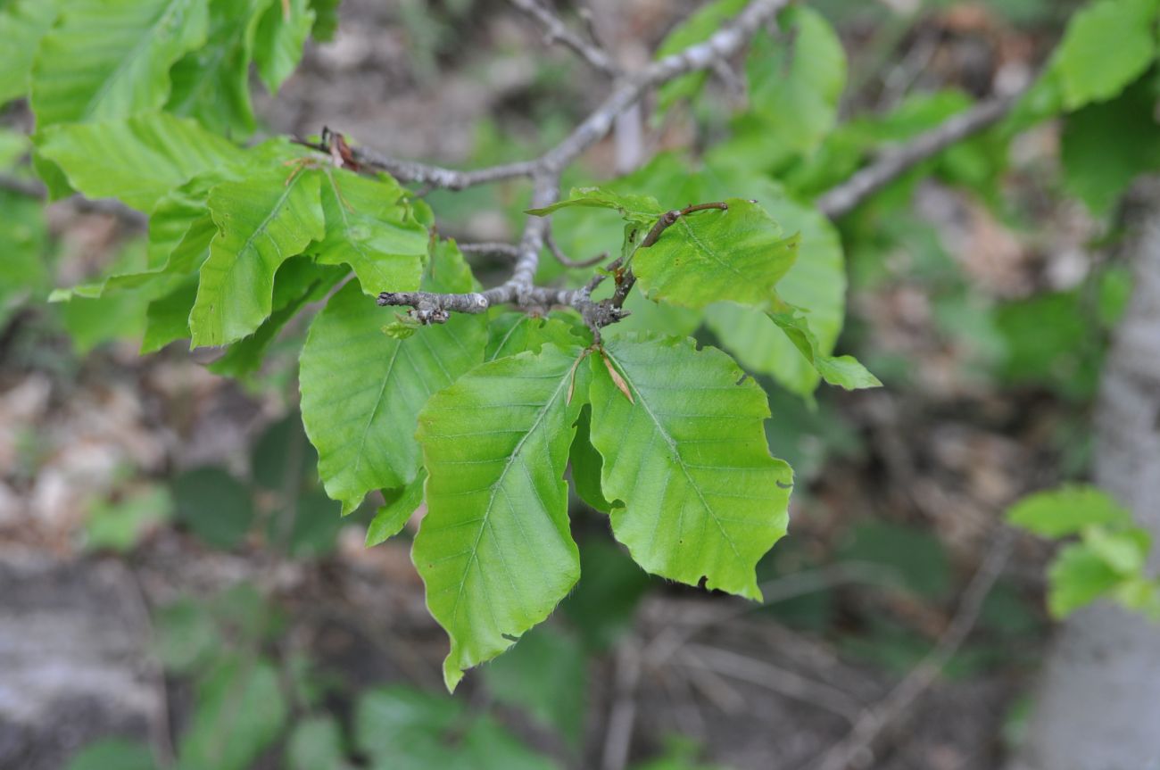 Изображение особи Fagus orientalis.