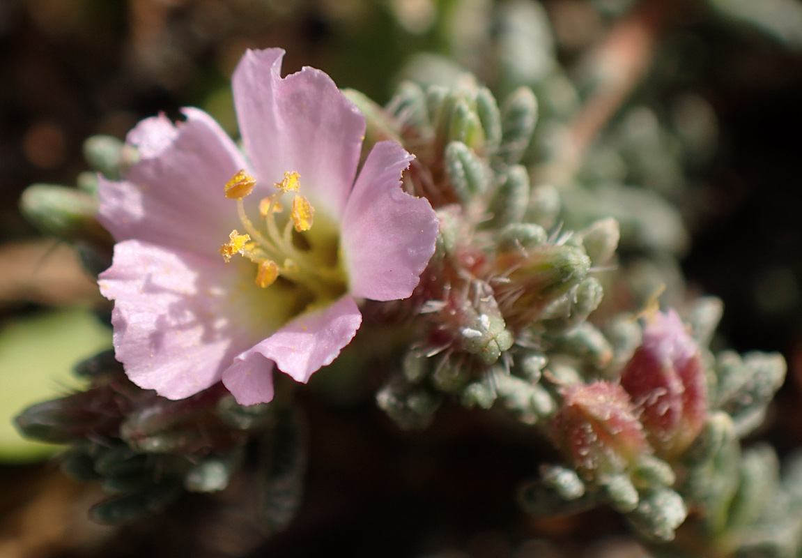 Image of Frankenia hirsuta specimen.