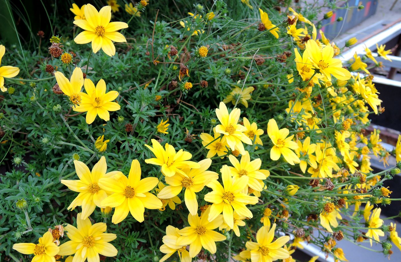 Image of Bidens aurea specimen.