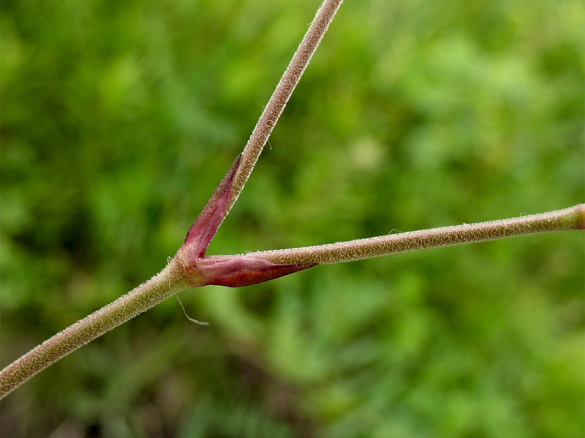 Image of Gypsophila fastigiata specimen.