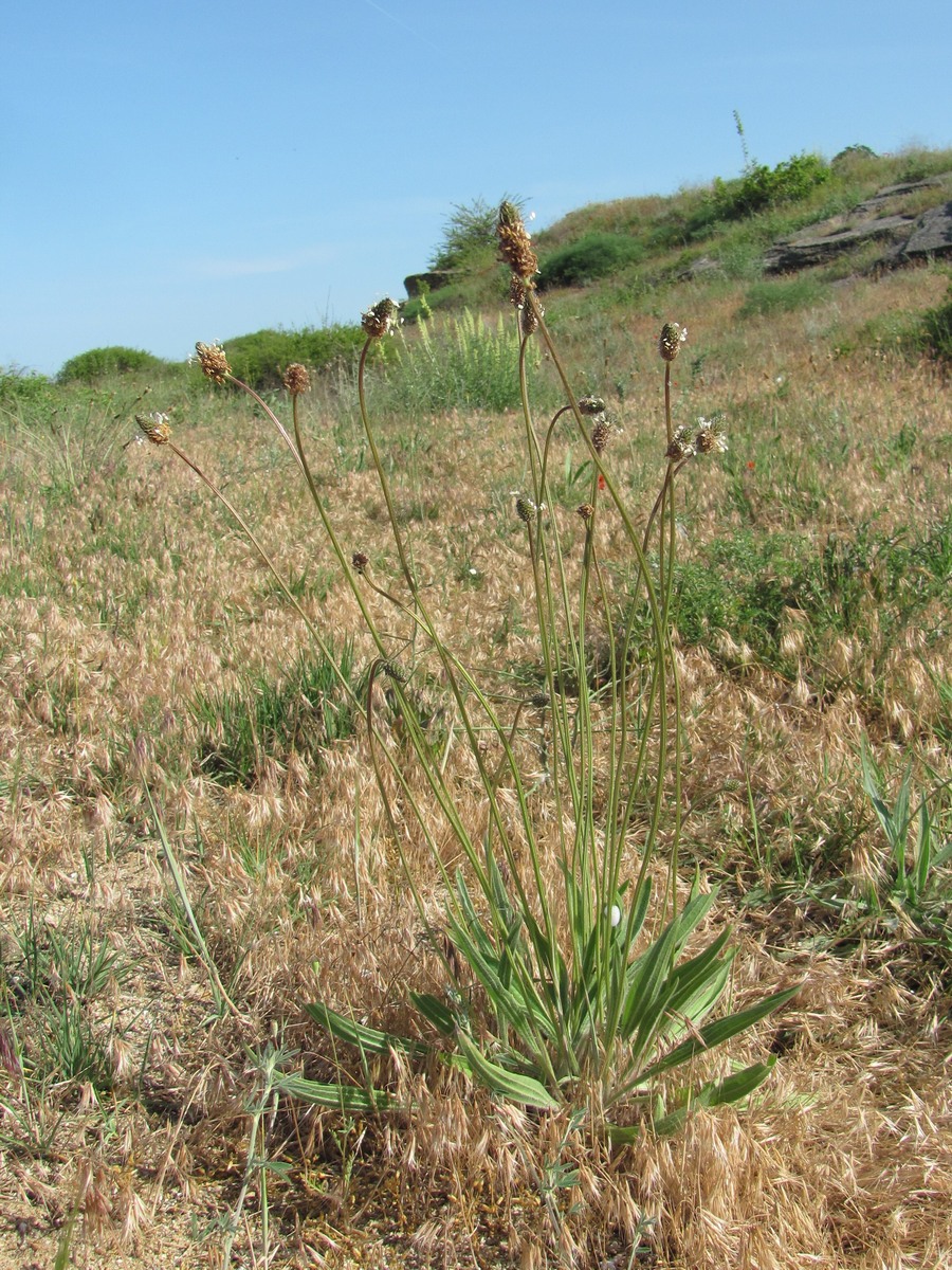 Image of Plantago lanceolata specimen.