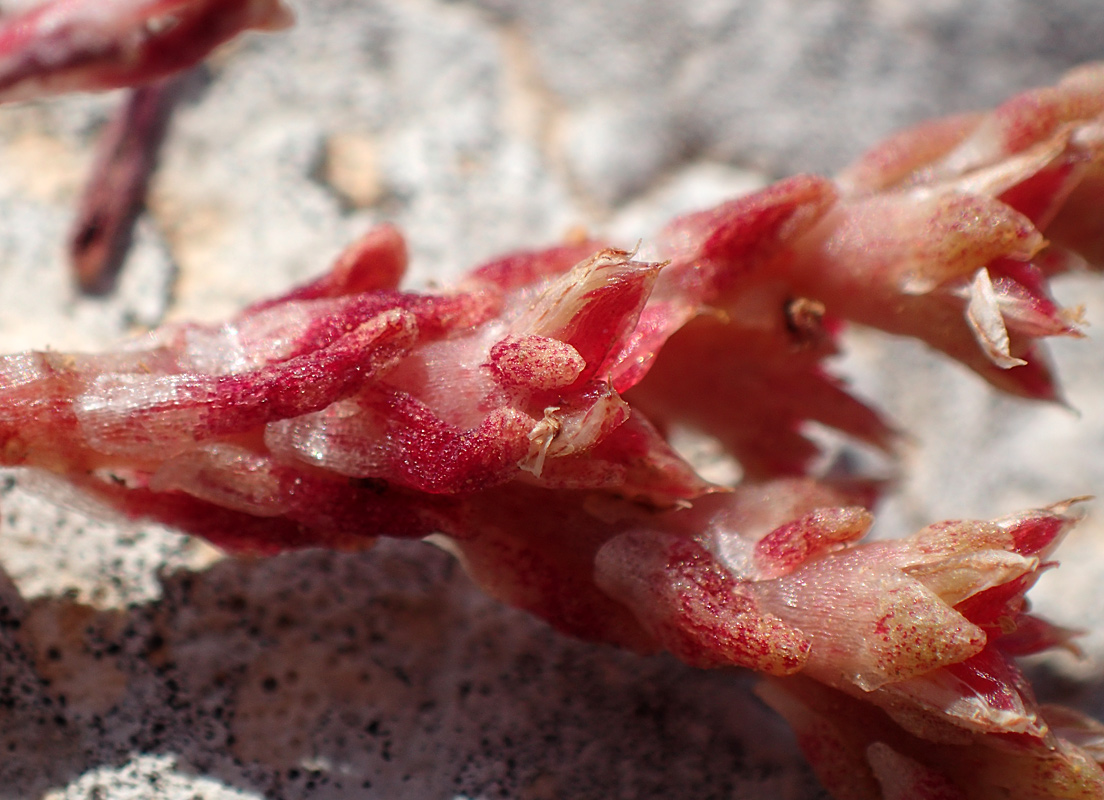 Image of Sedum litoreum specimen.