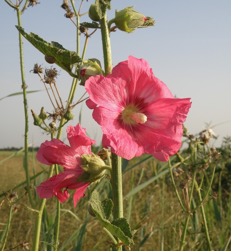 Image of Alcea rosea specimen.