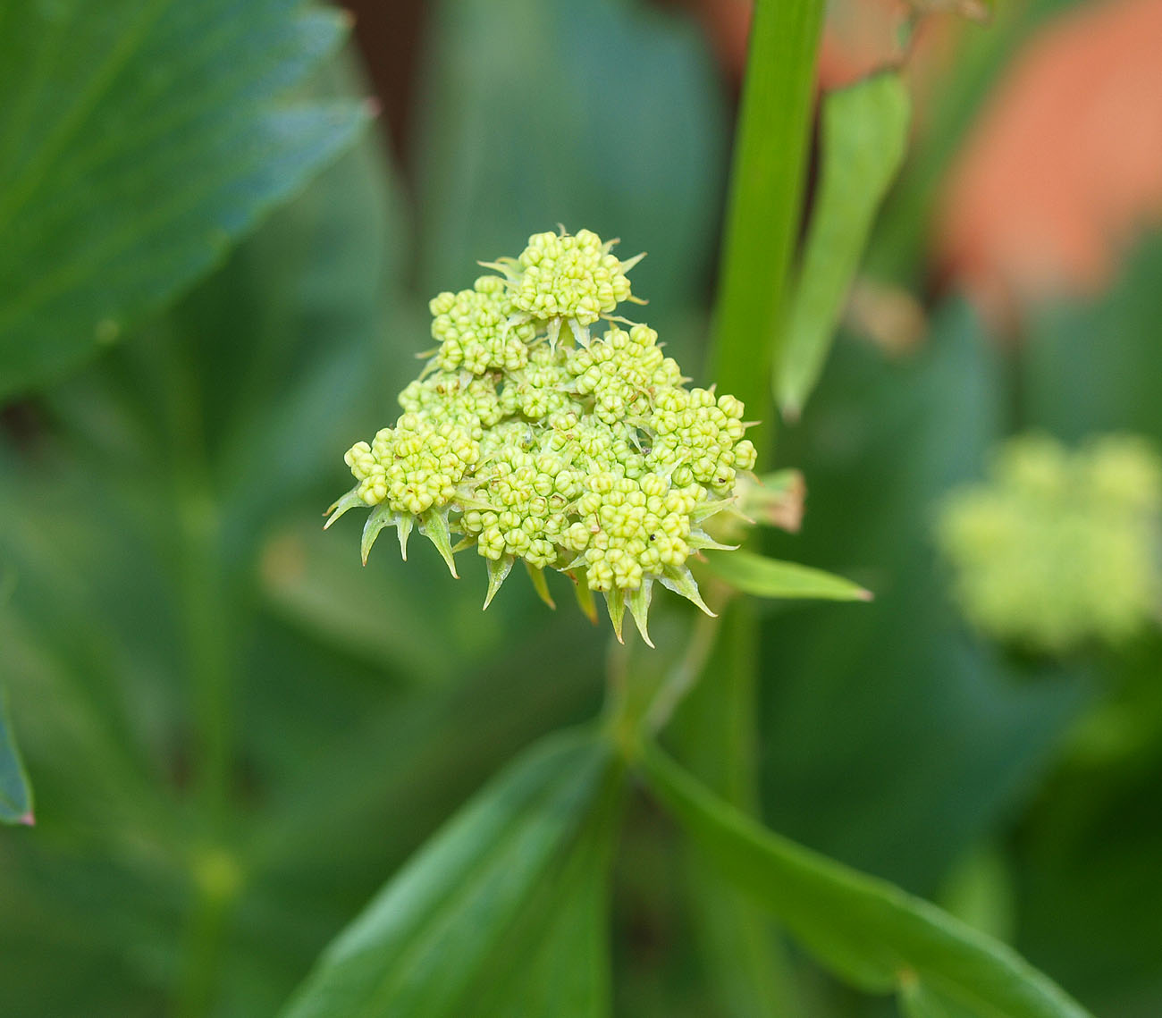 Изображение особи Levisticum officinale.