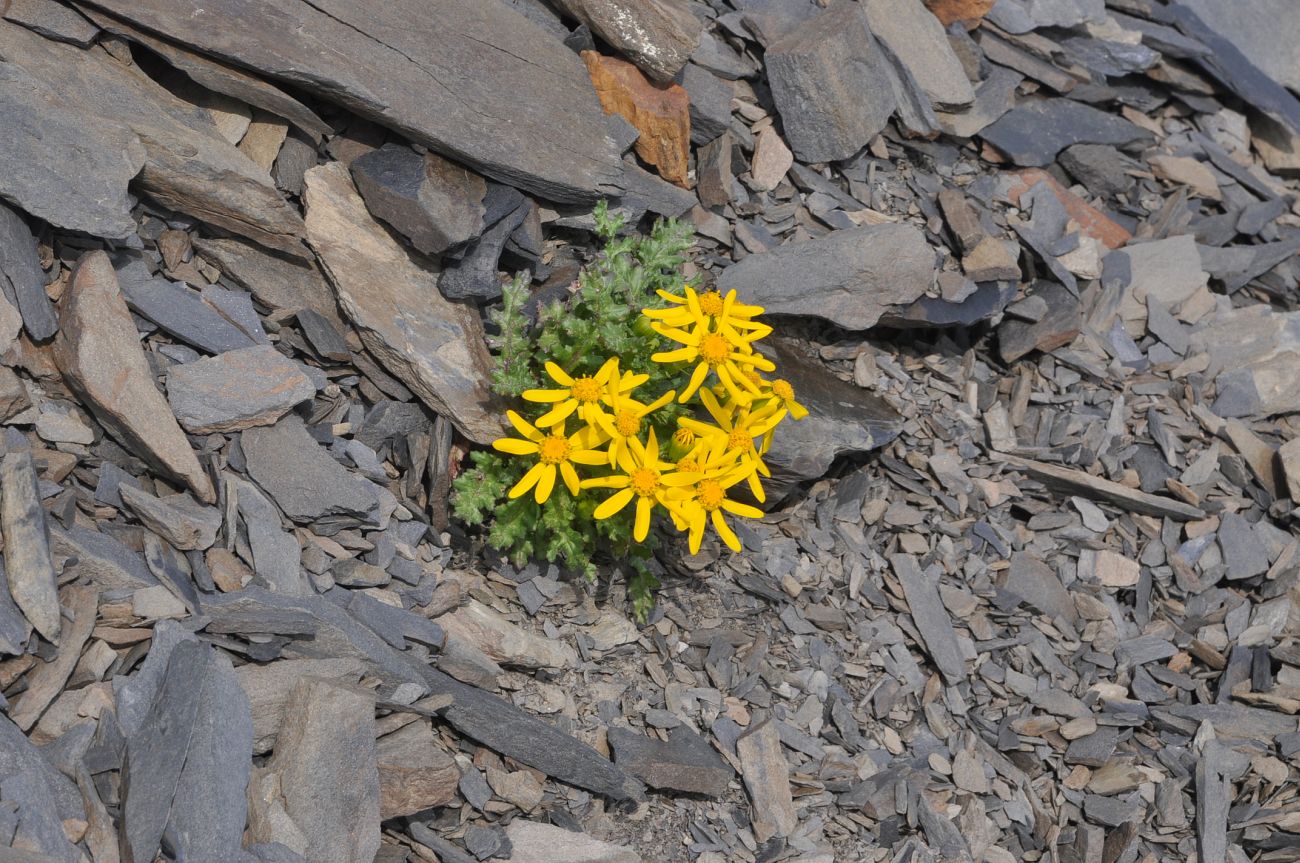 Изображение особи Senecio sosnovskyi.