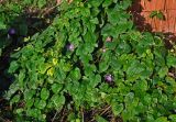 Ipomoea indica