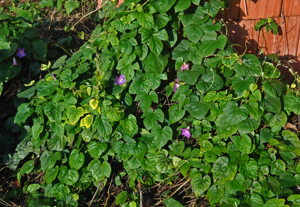 Изображение особи Ipomoea indica.