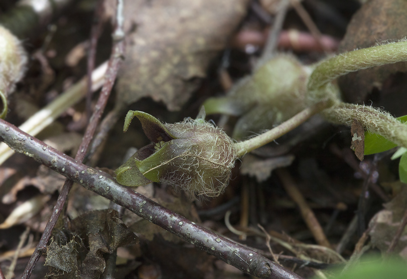 Изображение особи Asarum europaeum.