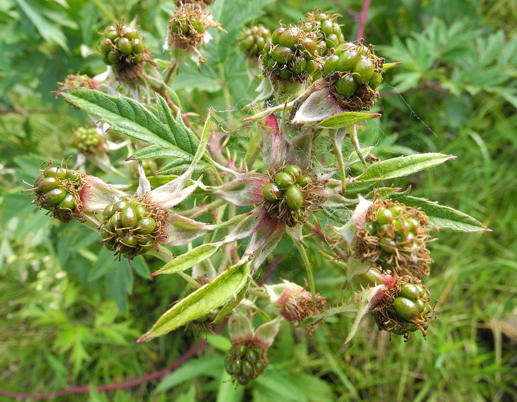 Изображение особи Rubus laciniatus.