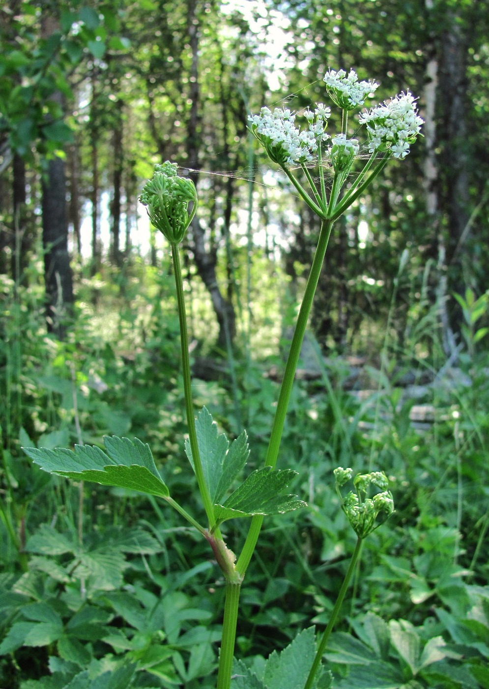 Image of Ligusticum scoticum specimen.