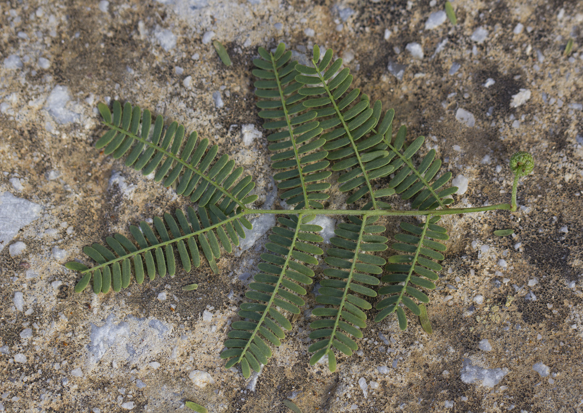 Изображение особи Vachellia farnesiana.