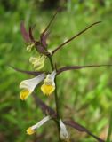 Melampyrum pratense