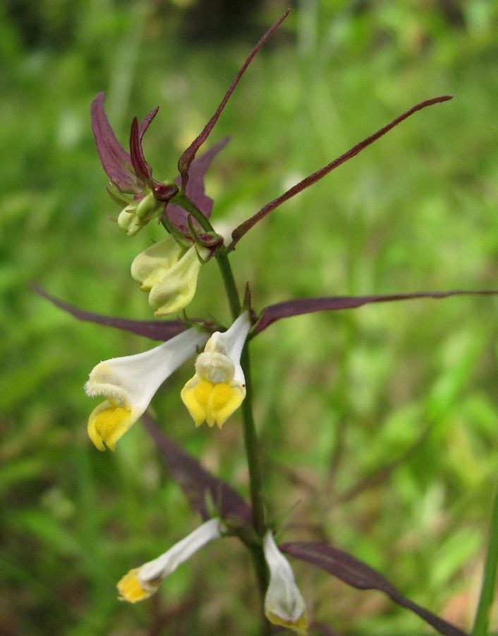 Image of Melampyrum pratense specimen.