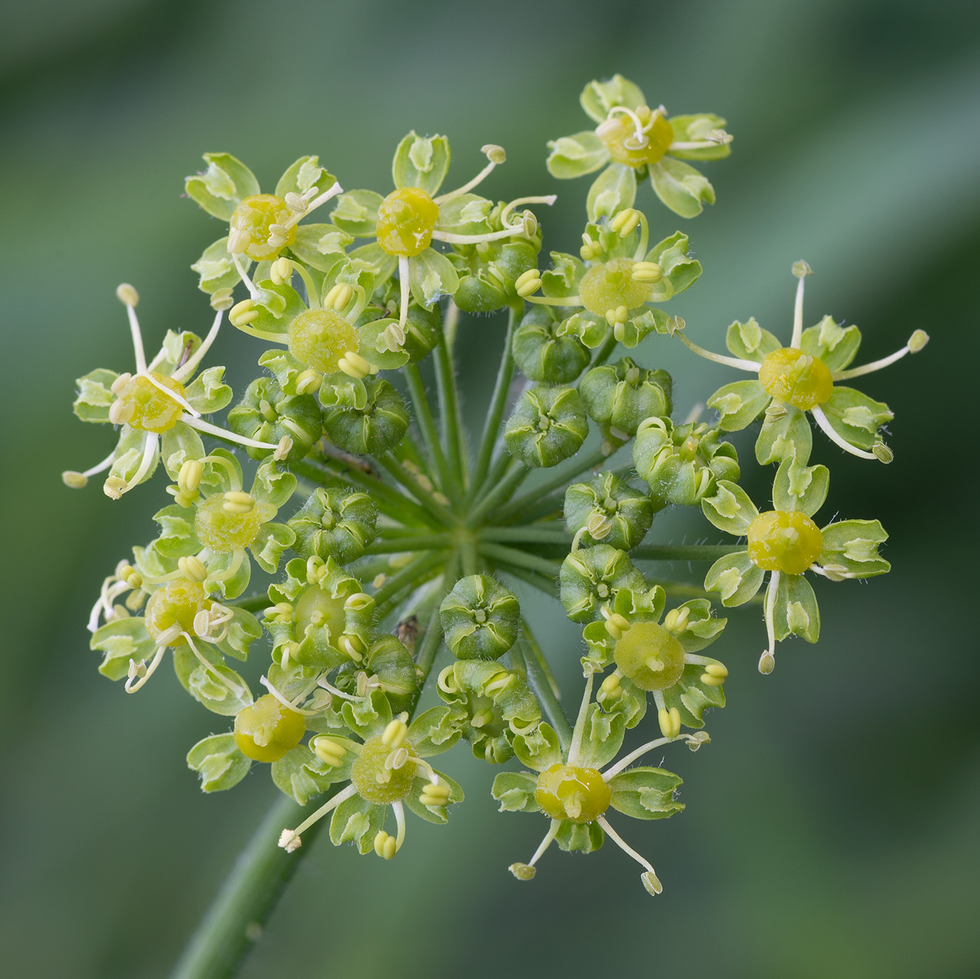 Image of Pastinaca sativa specimen.