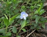 Veronica umbrosa. Цветущее растение. Север Кубани, станица Шкуринская, в палисаднике. 15.04.2019.