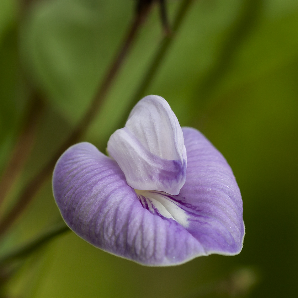 Image of Clitoria macrophylla specimen.