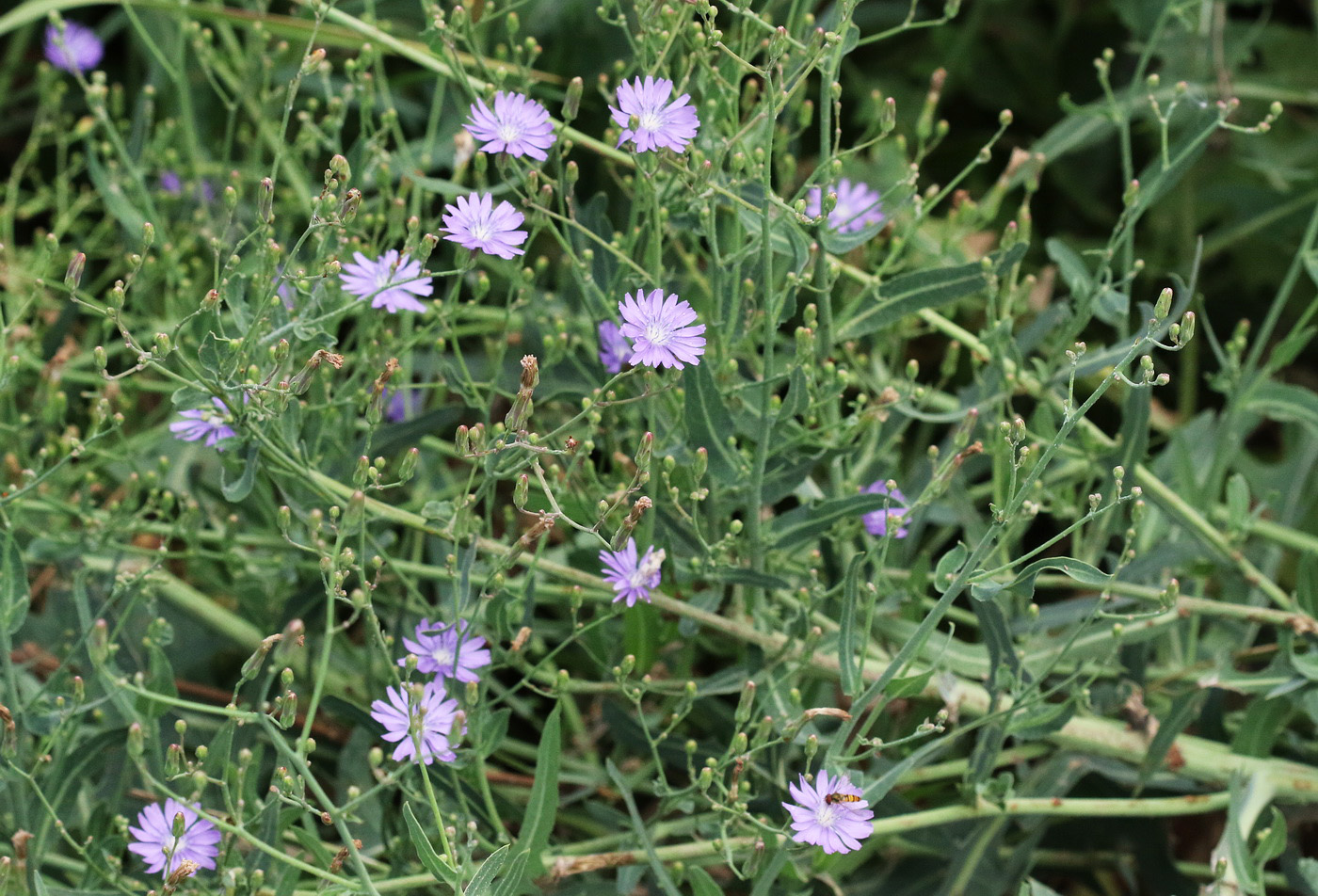 Изображение особи Lactuca tatarica.