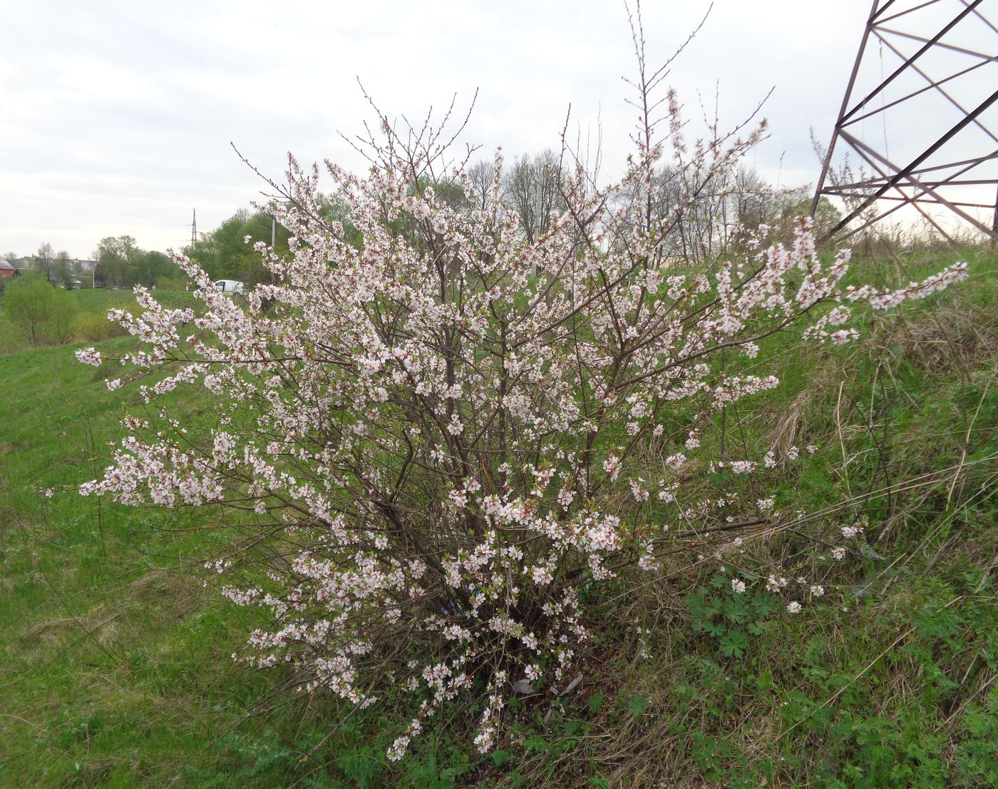 Изображение особи Cerasus tomentosa.