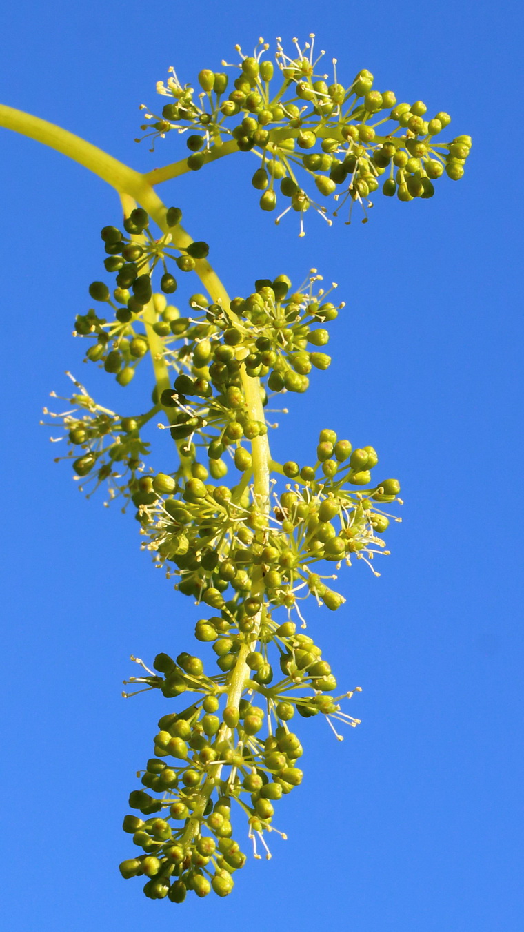 Изображение особи Vitis vinifera.