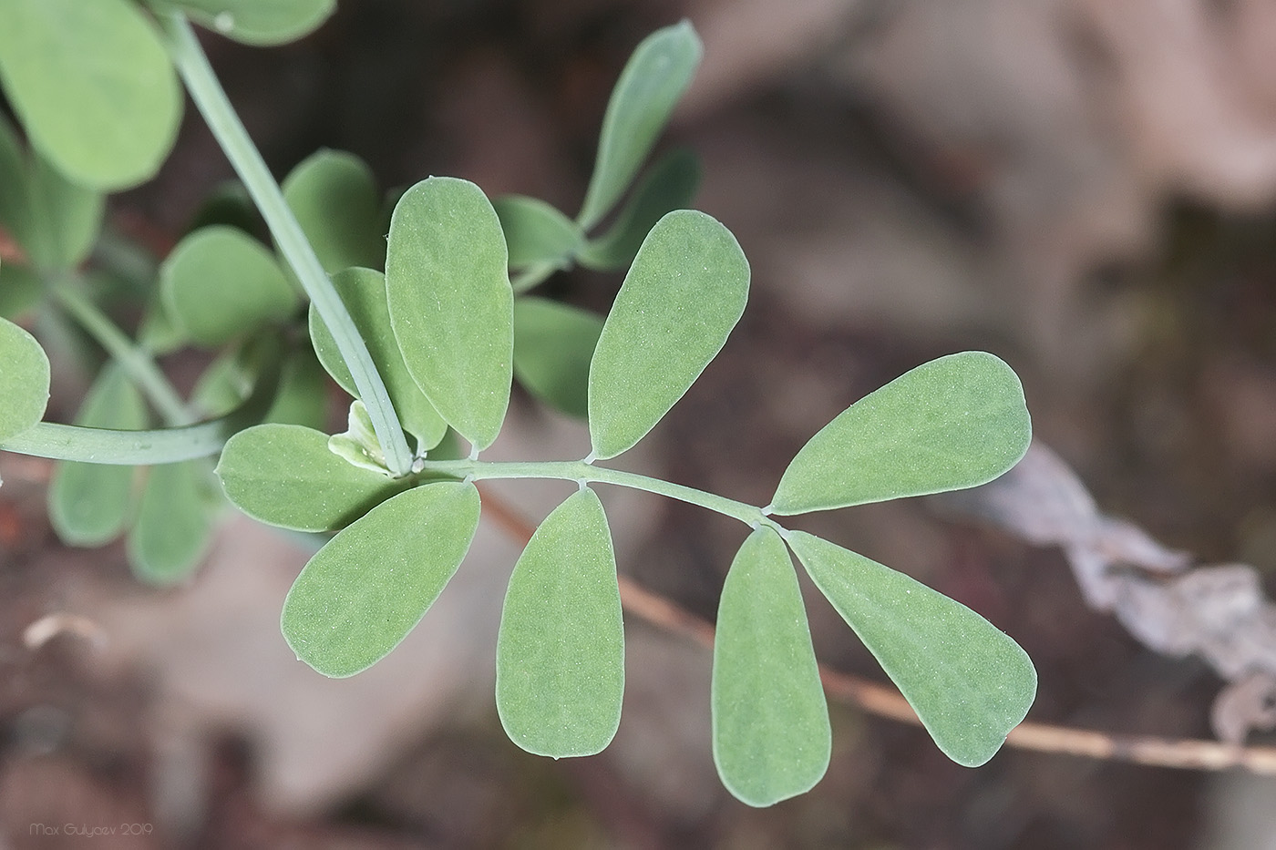 Image of Coronilla coronata specimen.