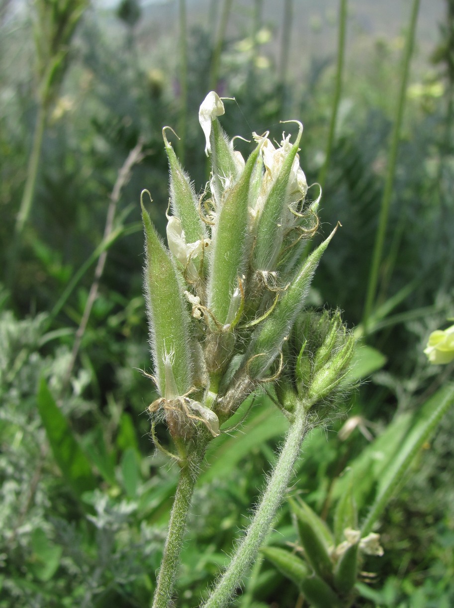 Изображение особи Oxytropis pallasii.