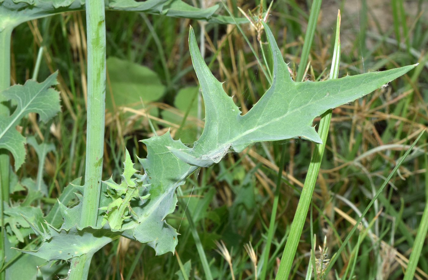 Image of Sonchus asper specimen.