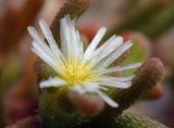 Mesembryanthemum nodiflorum