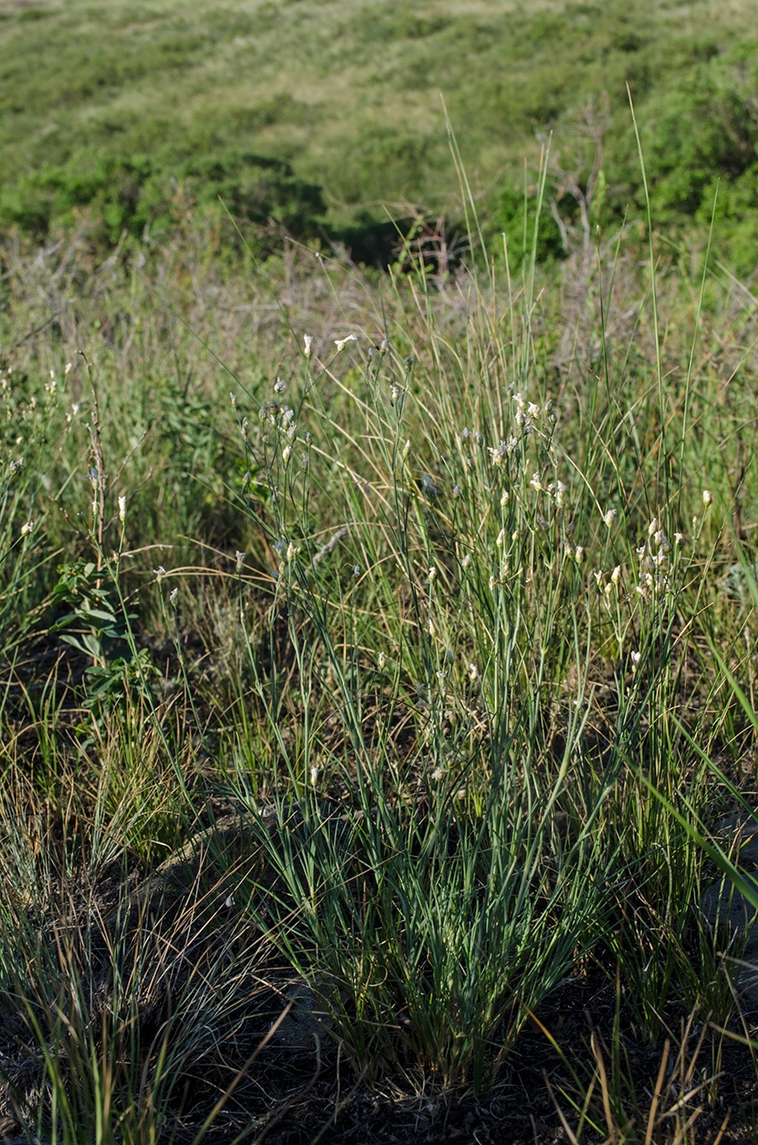Image of Eremogone koriniana specimen.